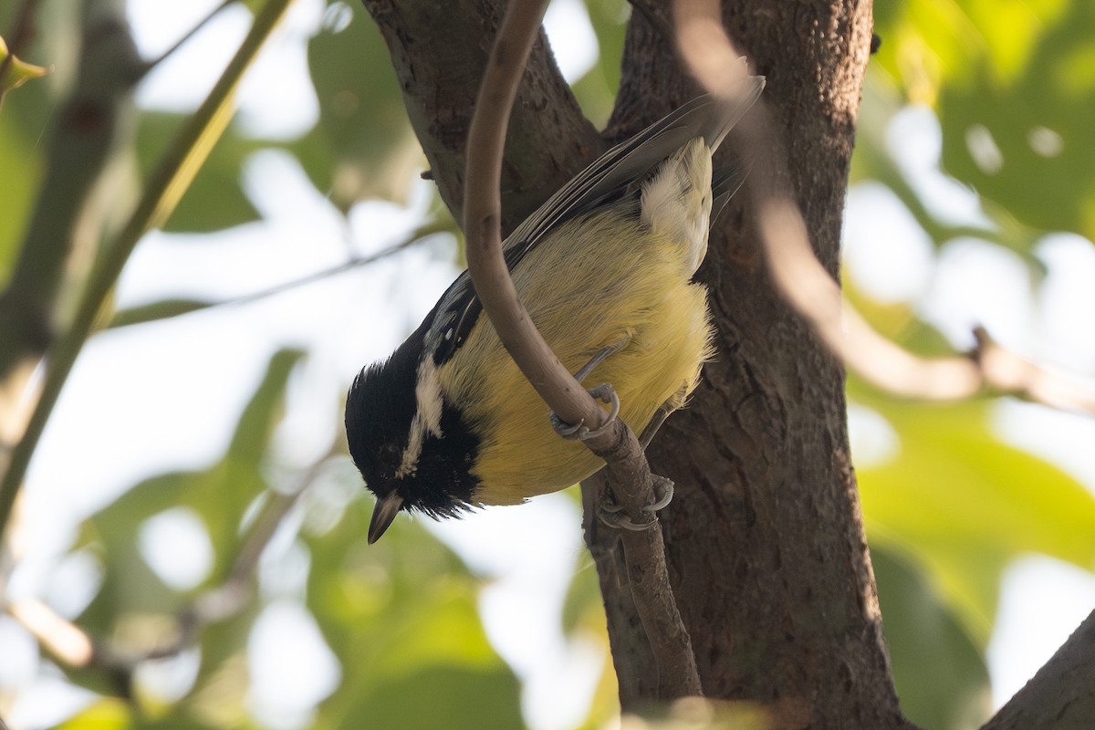 Yellow-bellied Tit - ML640980473