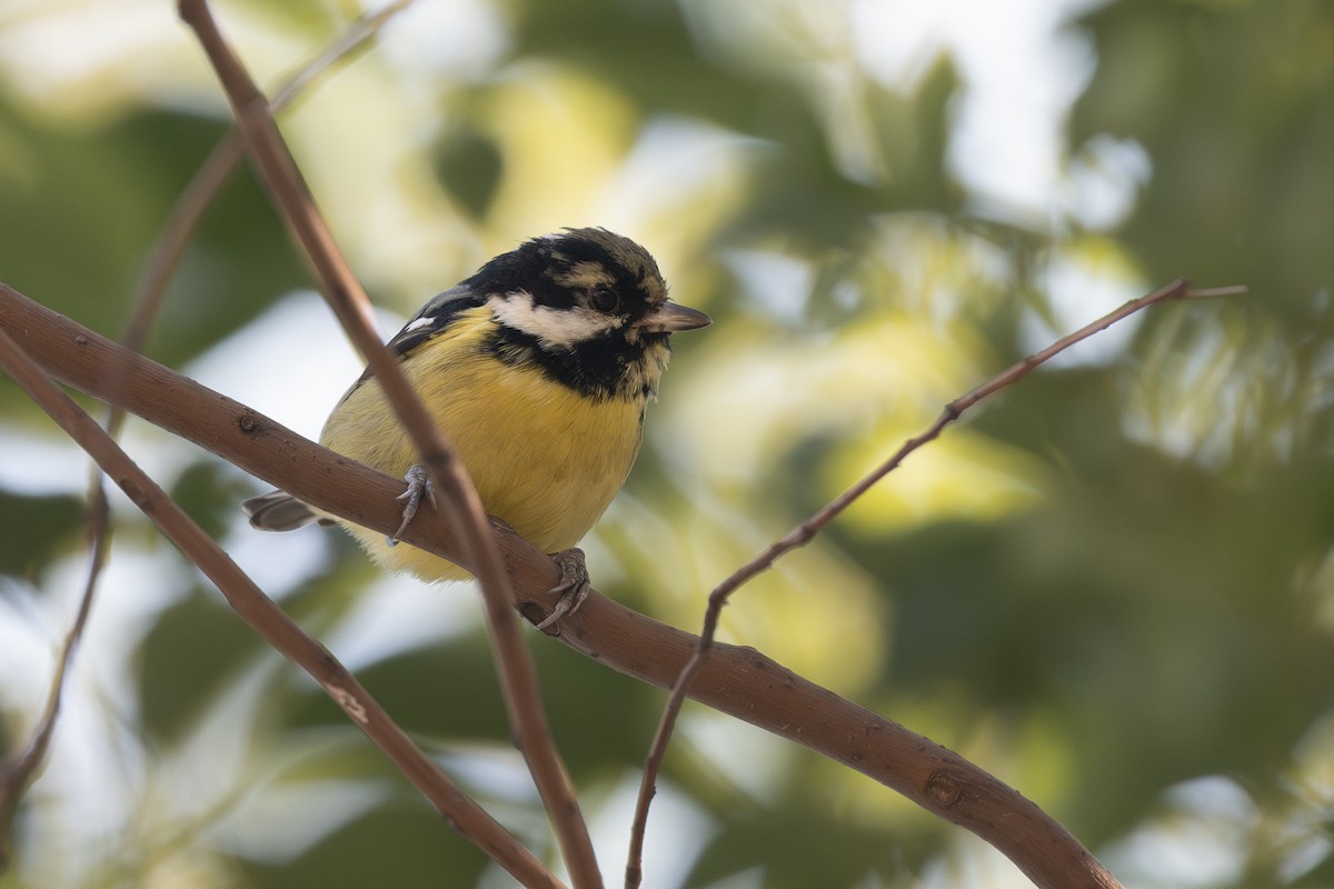 Yellow-bellied Tit - ML640980474