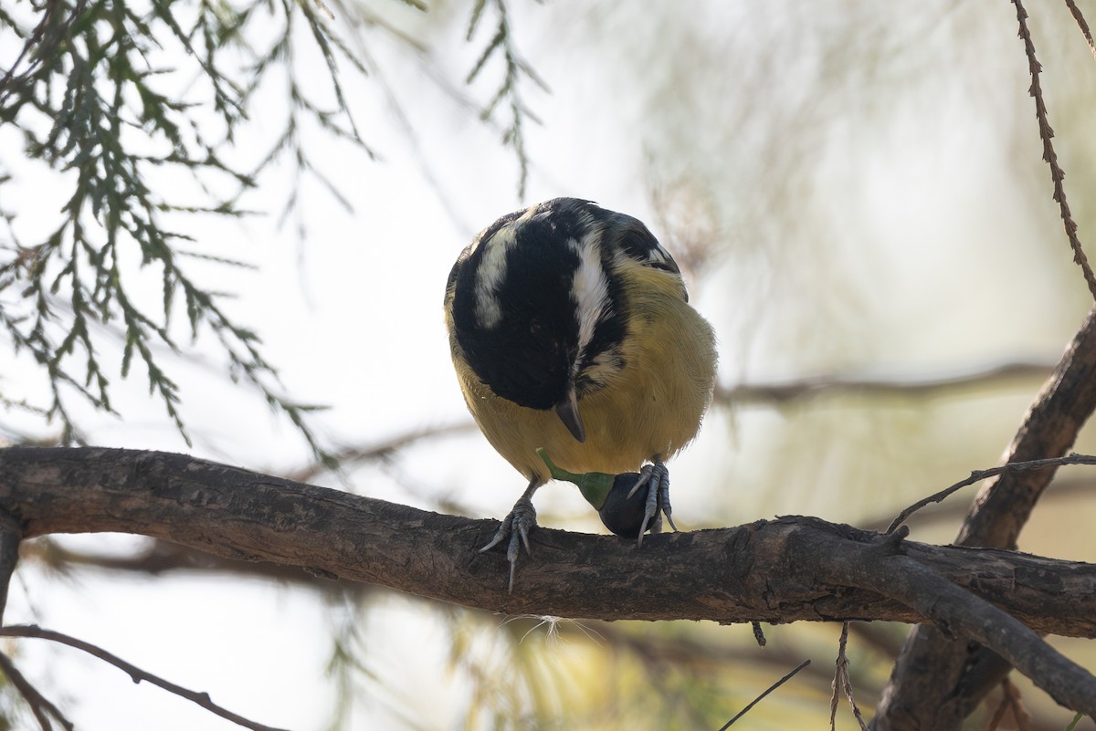 Yellow-bellied Tit - ML640980484