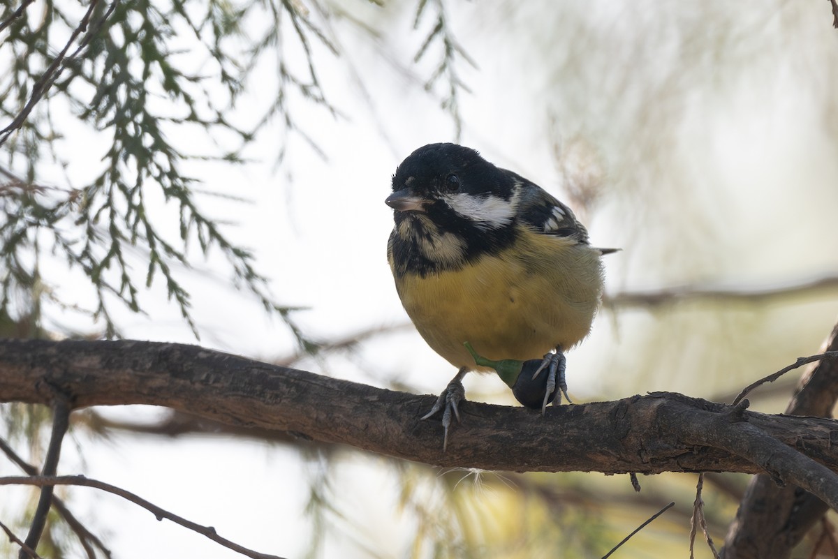 Yellow-bellied Tit - ML640980485