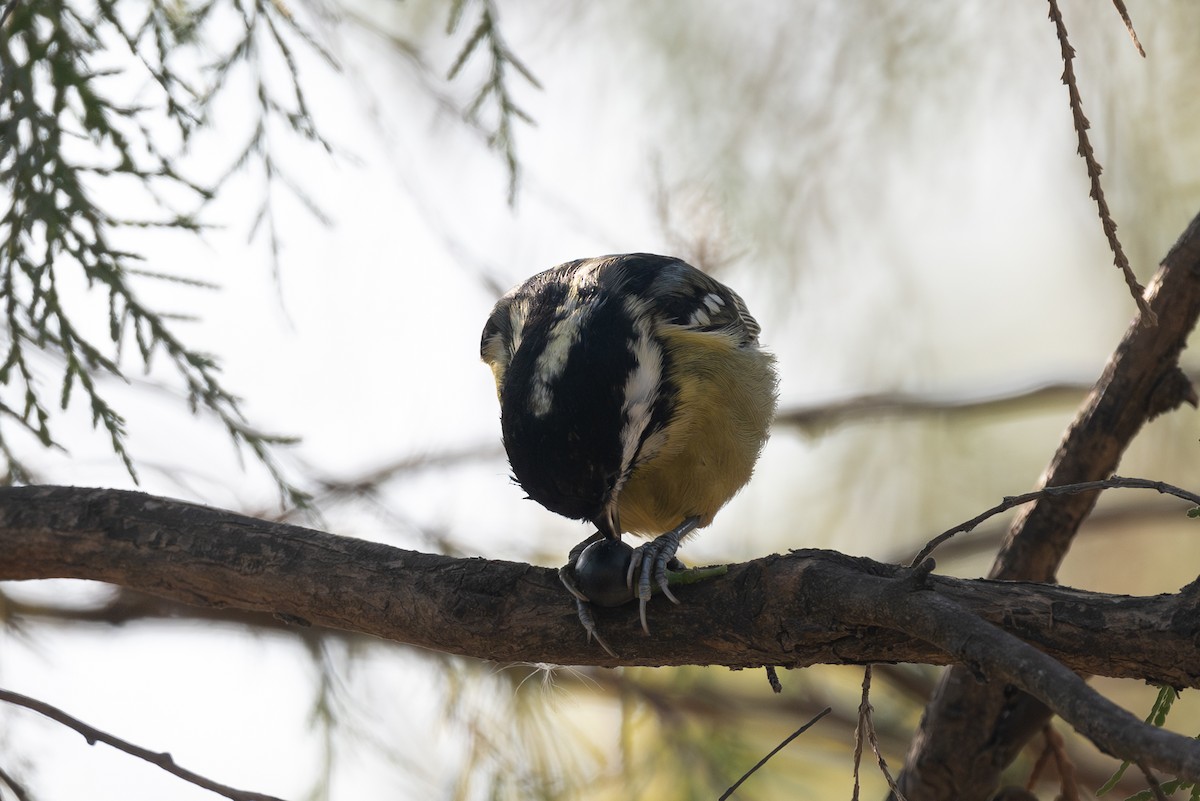 Yellow-bellied Tit - ML640980486
