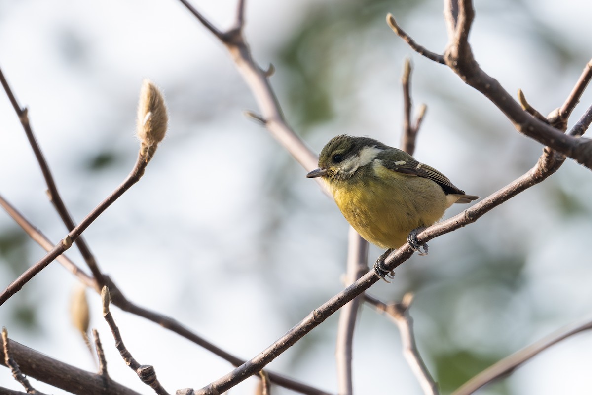 Yellow-bellied Tit - ML640980487