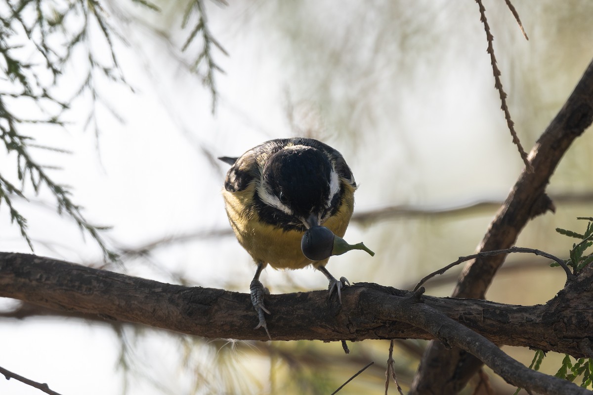 Yellow-bellied Tit - ML640980488