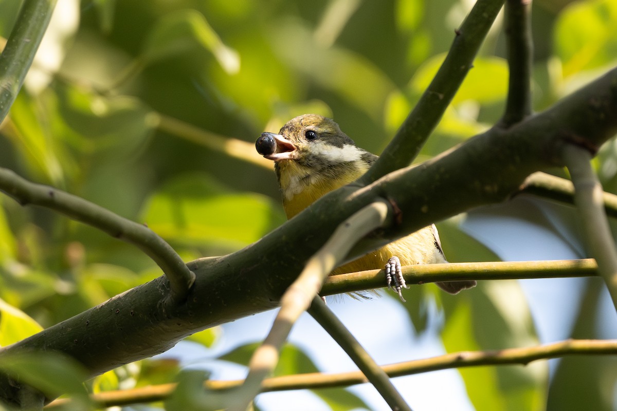 Yellow-bellied Tit - ML640980498