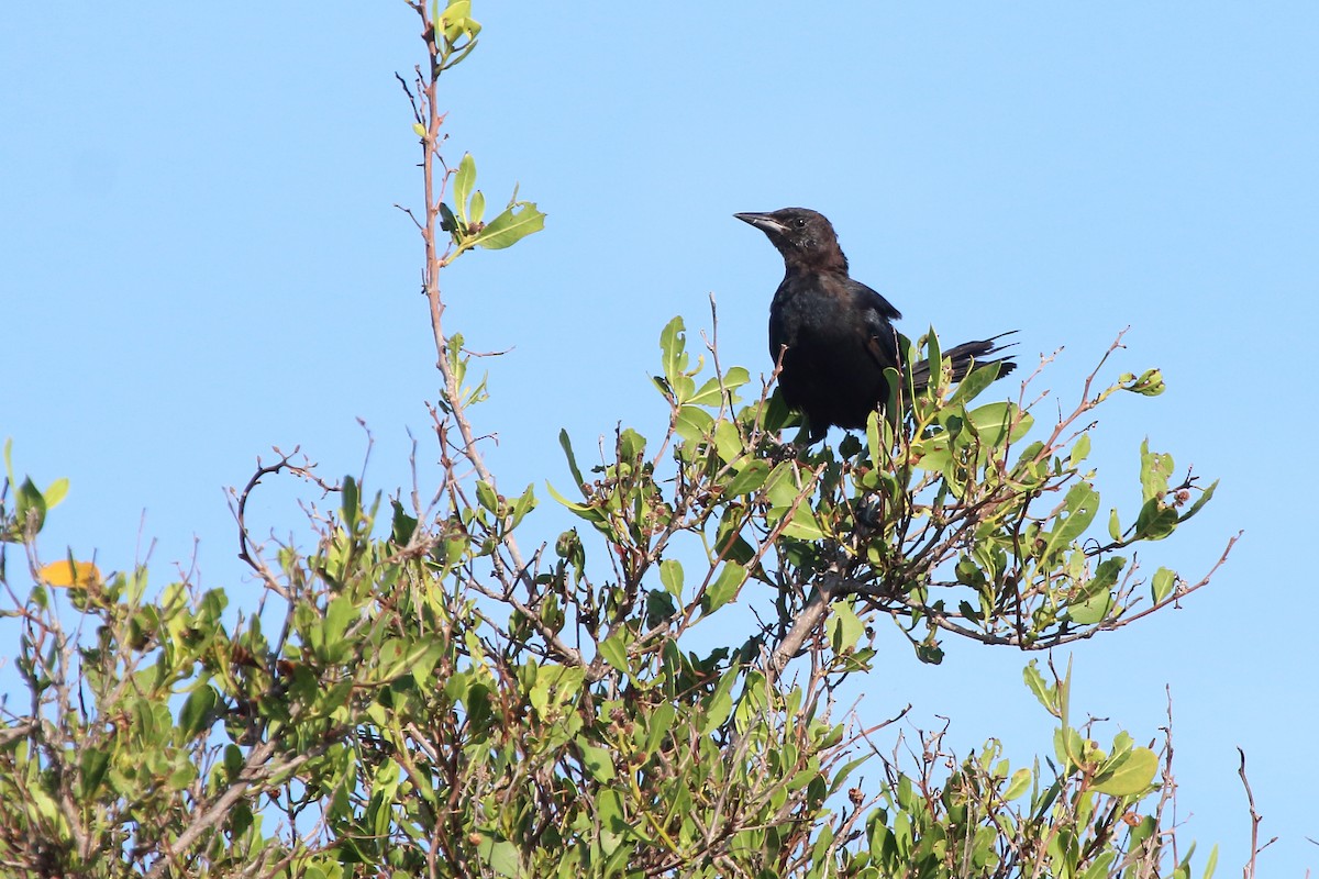 Cuban Blackbird - ML640980500