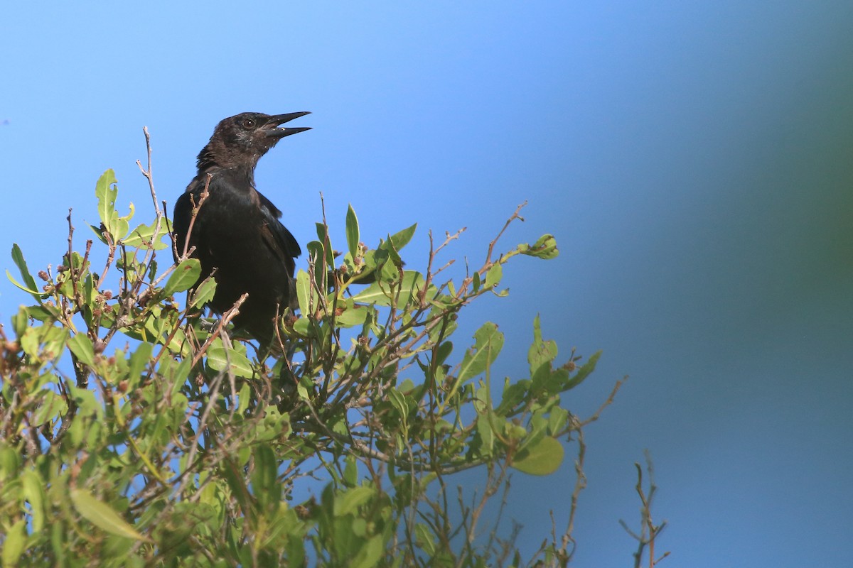 Cuban Blackbird - ML640980501