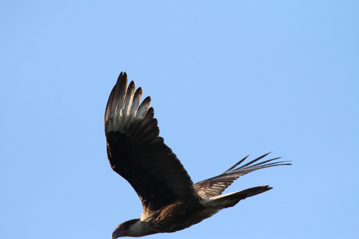 Crested Caracara - ML640980539