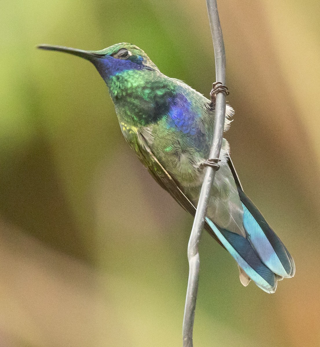 Sparkling Violetear - ML640980550