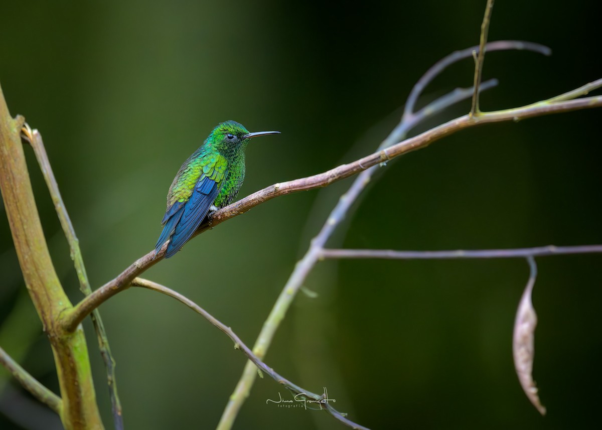 Steely-vented Hummingbird - ML640980572