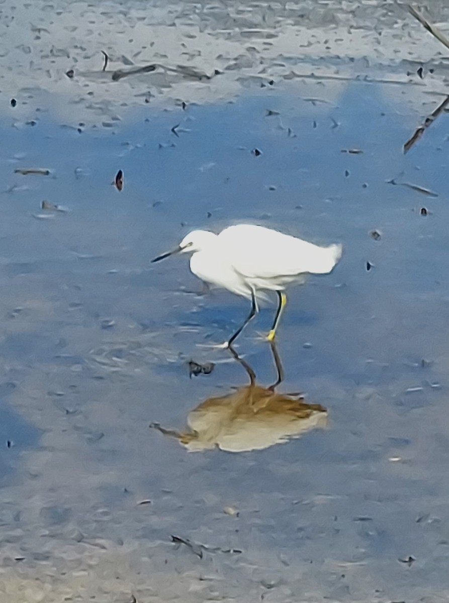 Snowy Egret - ML640980584