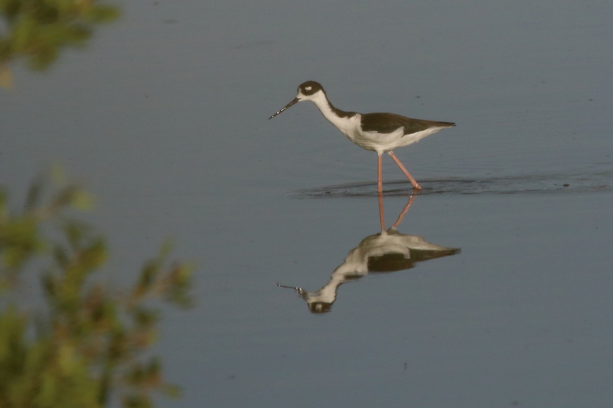 Black-necked Stilt - ML640980661