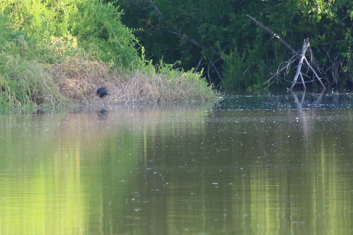 Common Gallinule - ML640980669