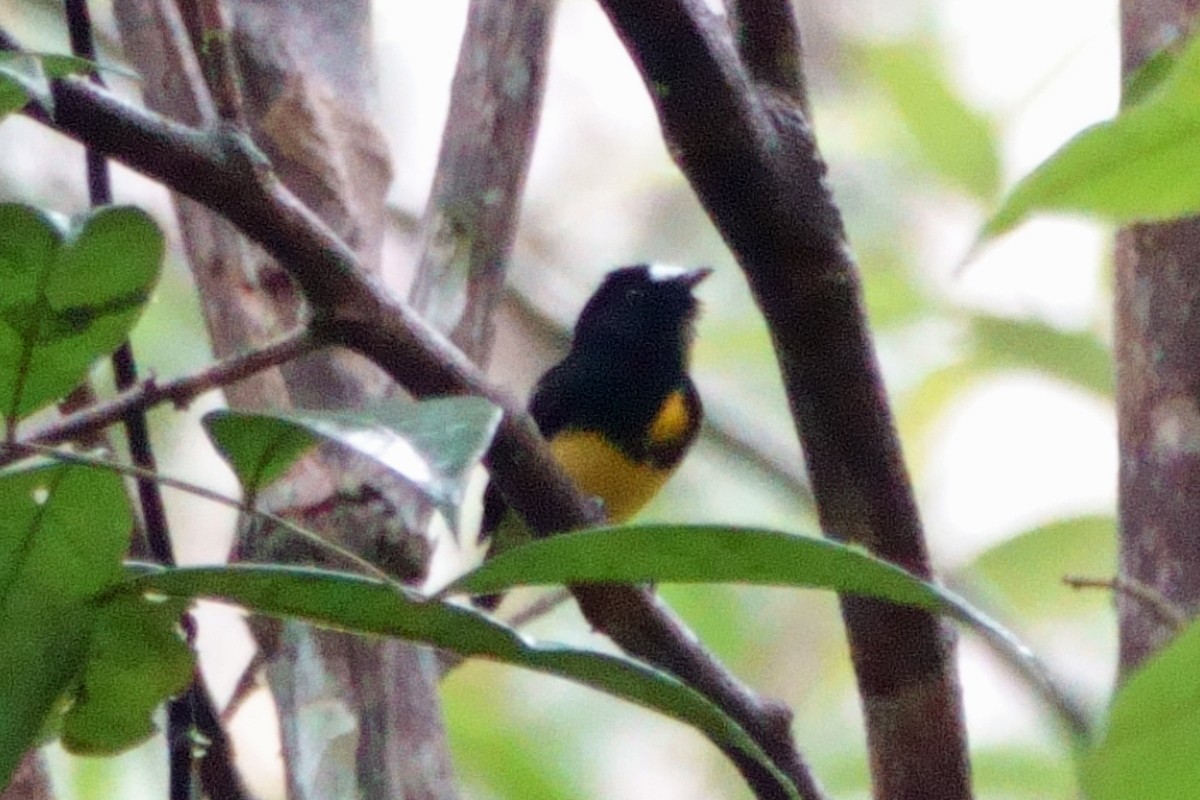White-fronted Manakin - ML640980685