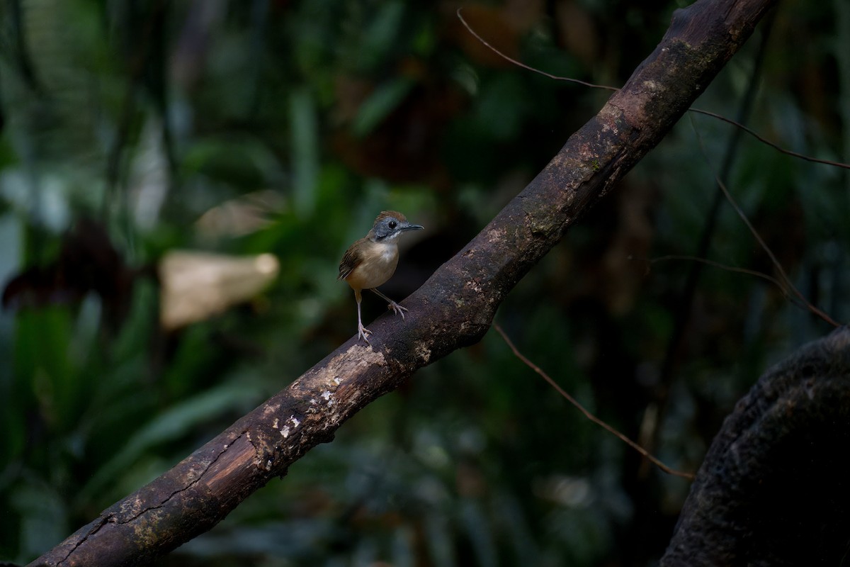 Short-tailed Babbler - ML640980730