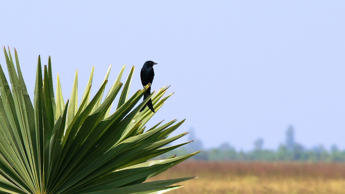 drongo černý - ML640980737