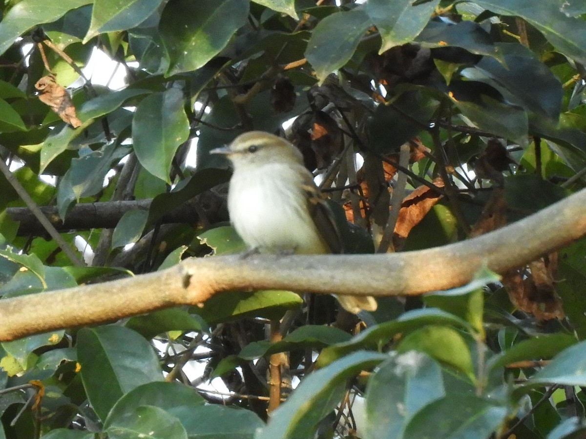 Fuscous Flycatcher - ML640980739