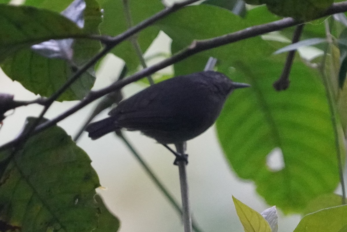 Unicolored Antwren - ML640980770