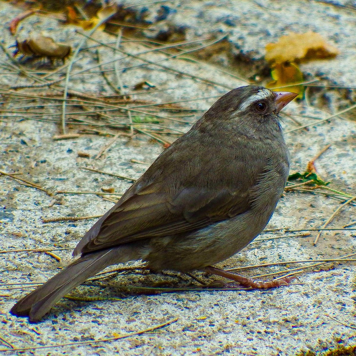 Brown-rumped Seedeater - ML640980853