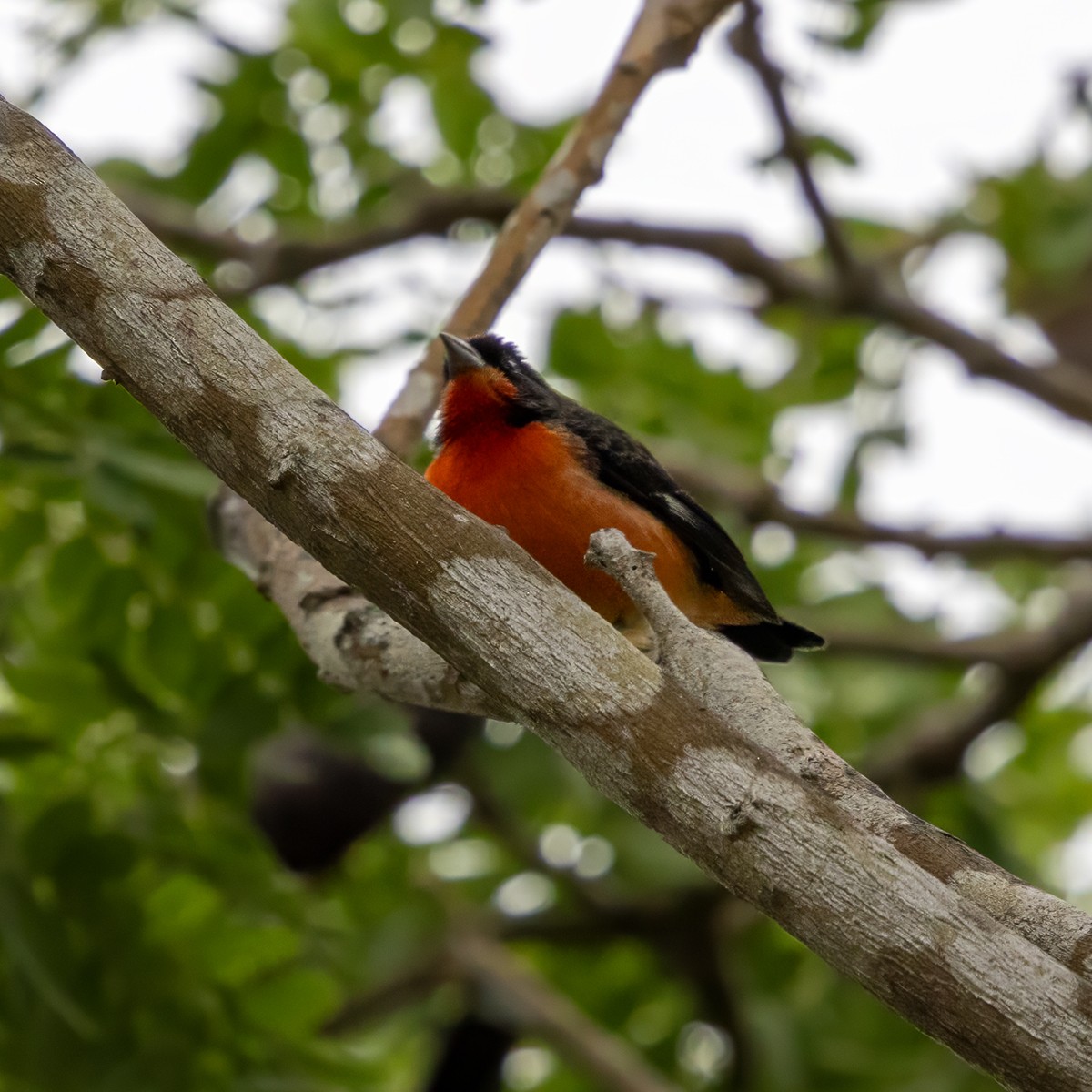 Crimson-breasted Finch - ML640980873