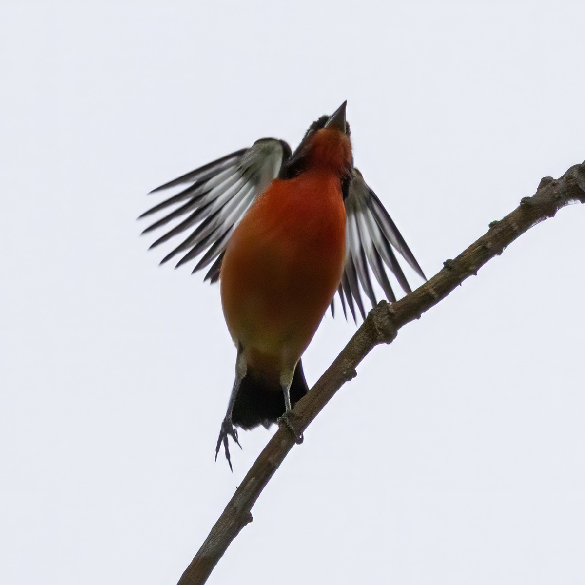 Crimson-breasted Finch - ML640980874