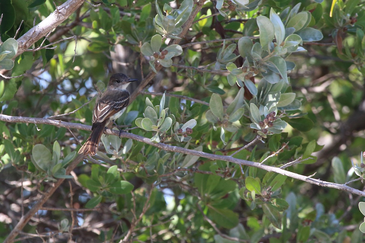 La Sagra's Flycatcher - ML640980904