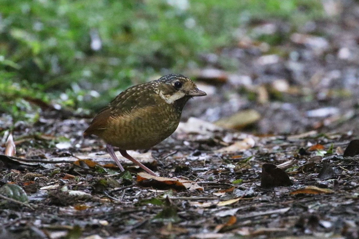 Variegated Antpitta - ML64098091