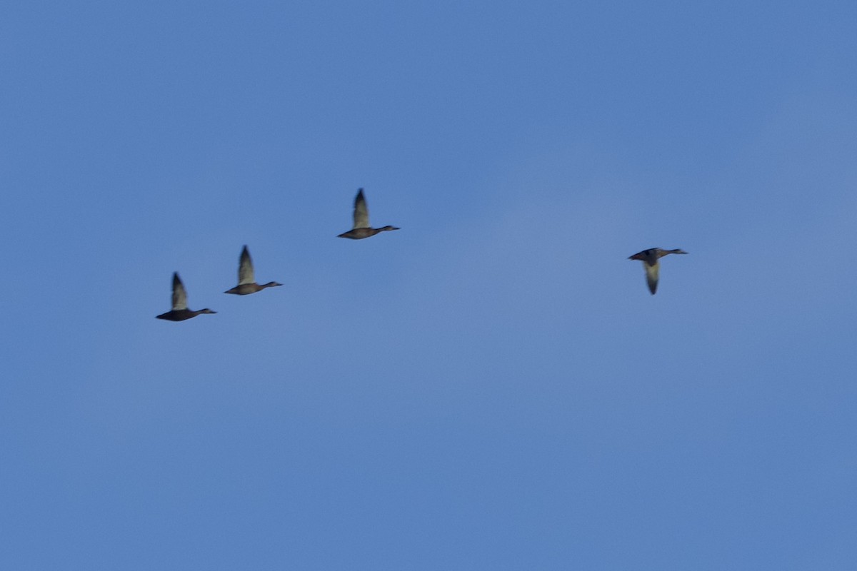 American Black Duck - ML640980921