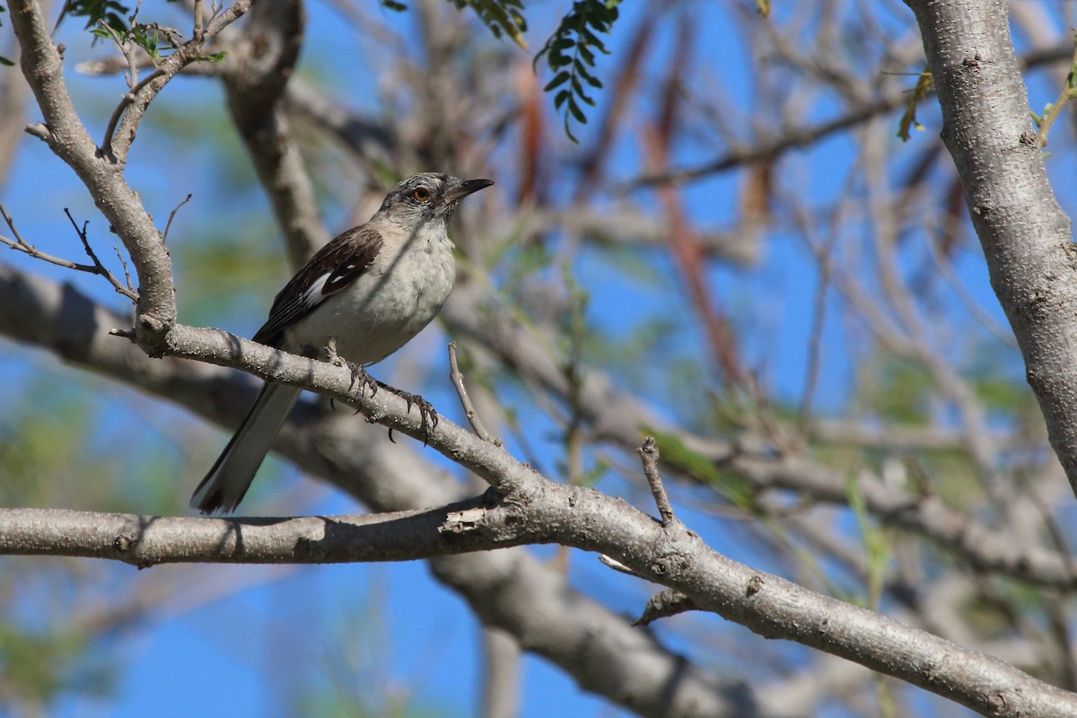 Northern Mockingbird - ML640980976