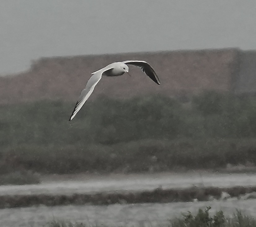 Шөвгөр цахлай - ML640980986