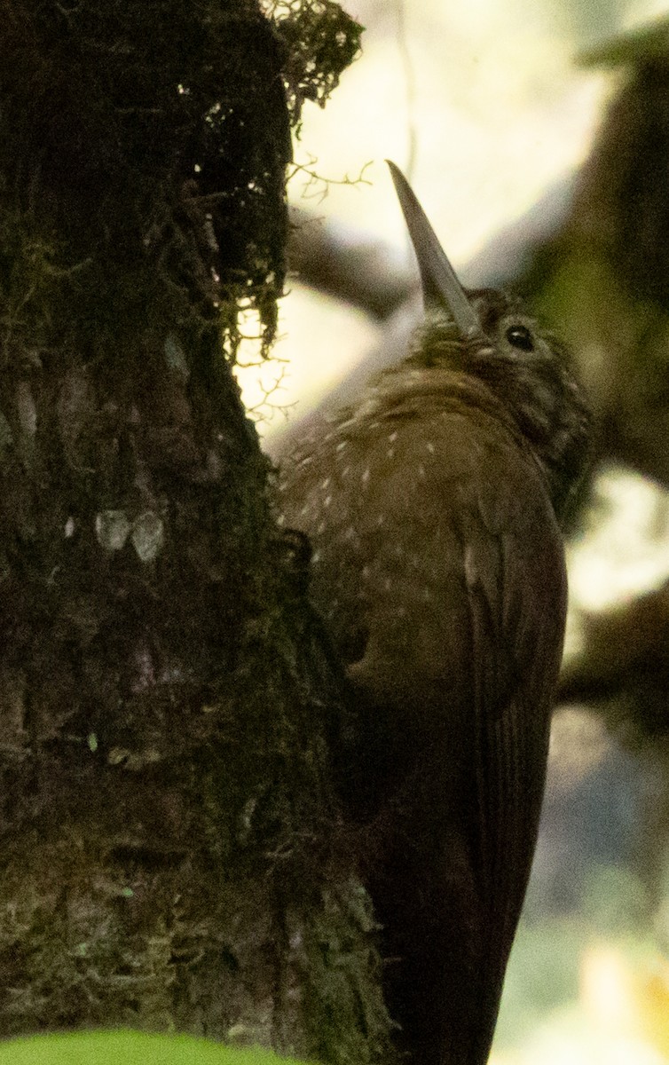 Olive-backed Woodcreeper - ML640980990