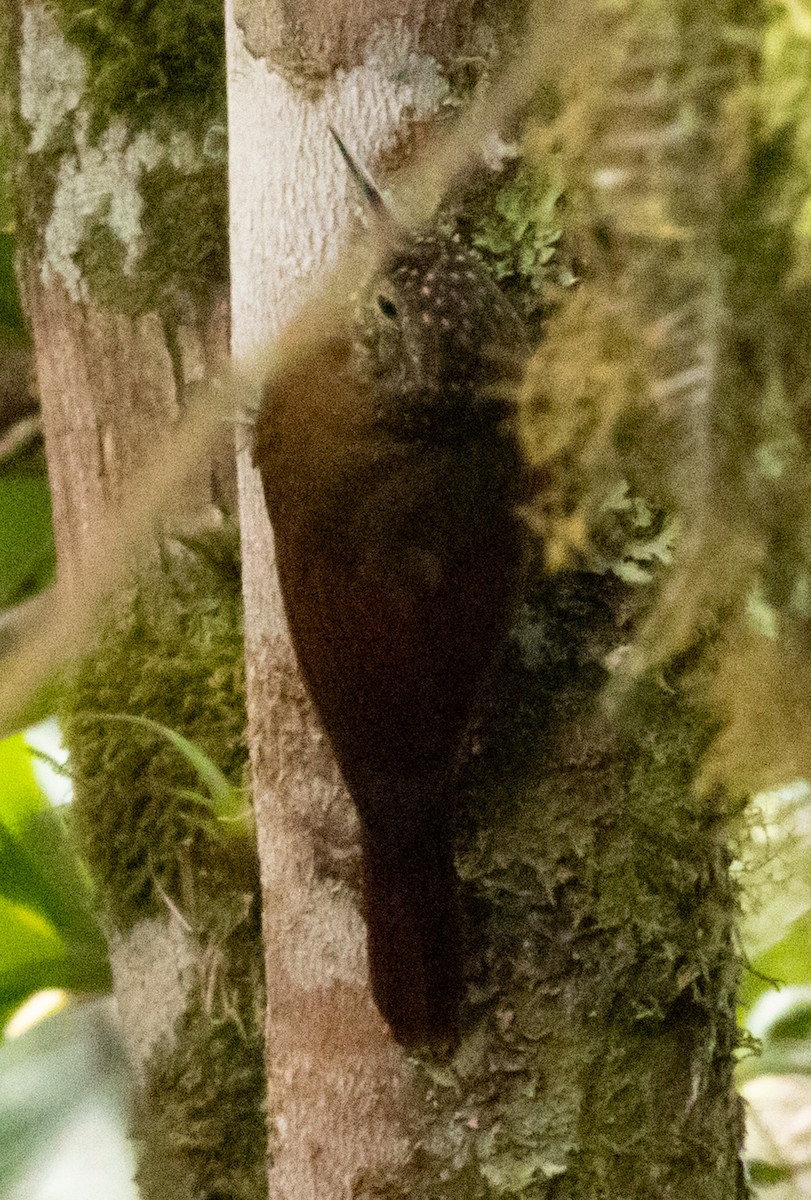 Olive-backed Woodcreeper - ML640980991