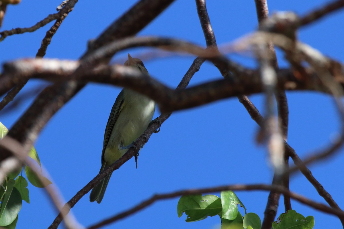Black-whiskered Vireo - ML640981016