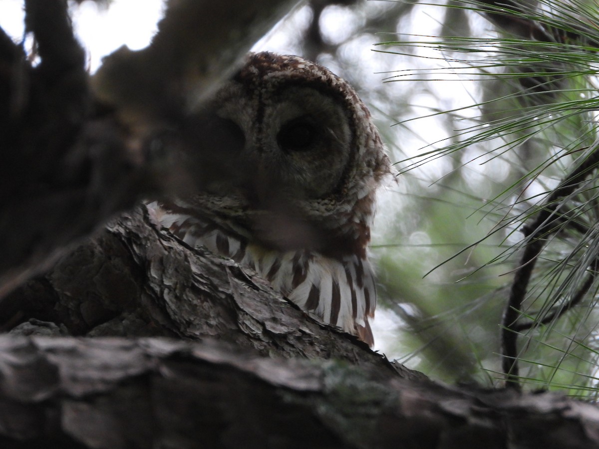 Barred Owl - ML640981034