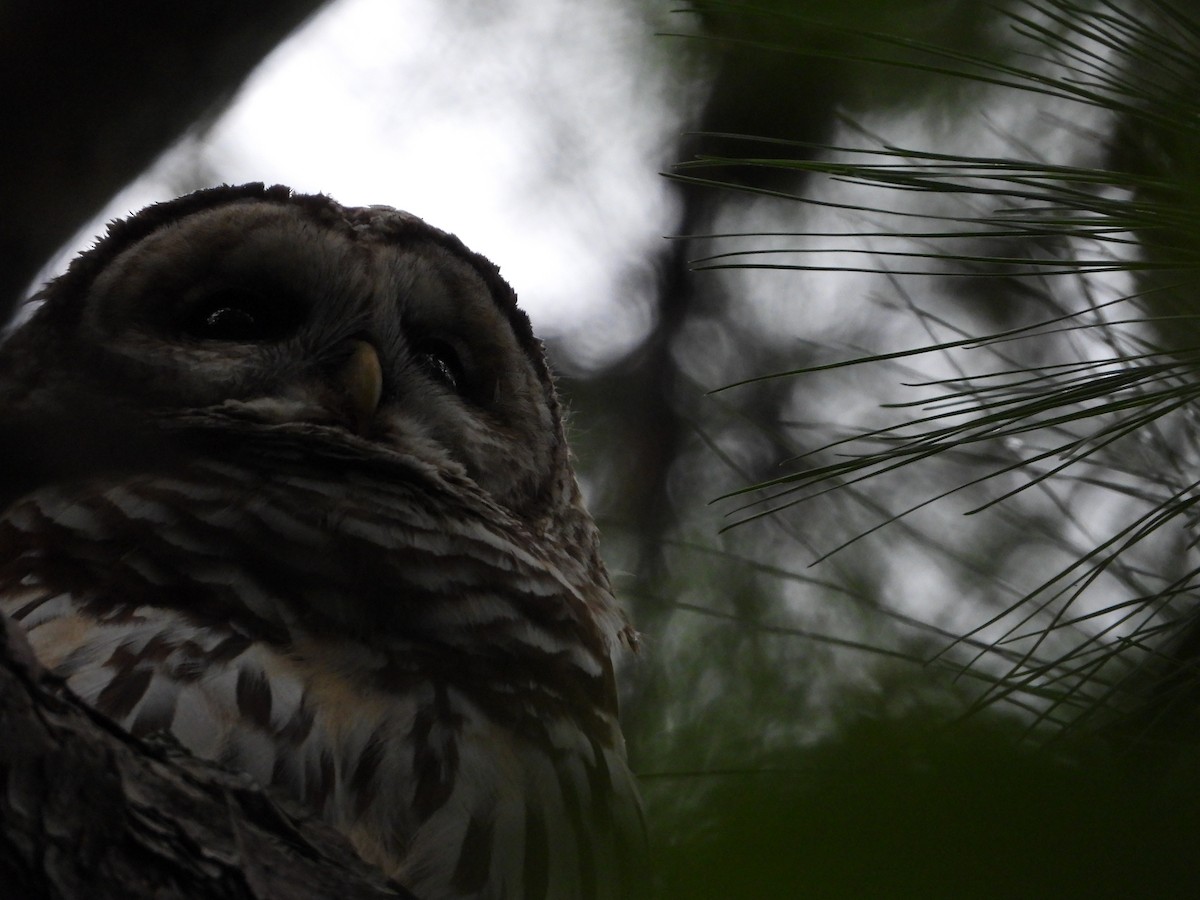 Barred Owl - ML640981035