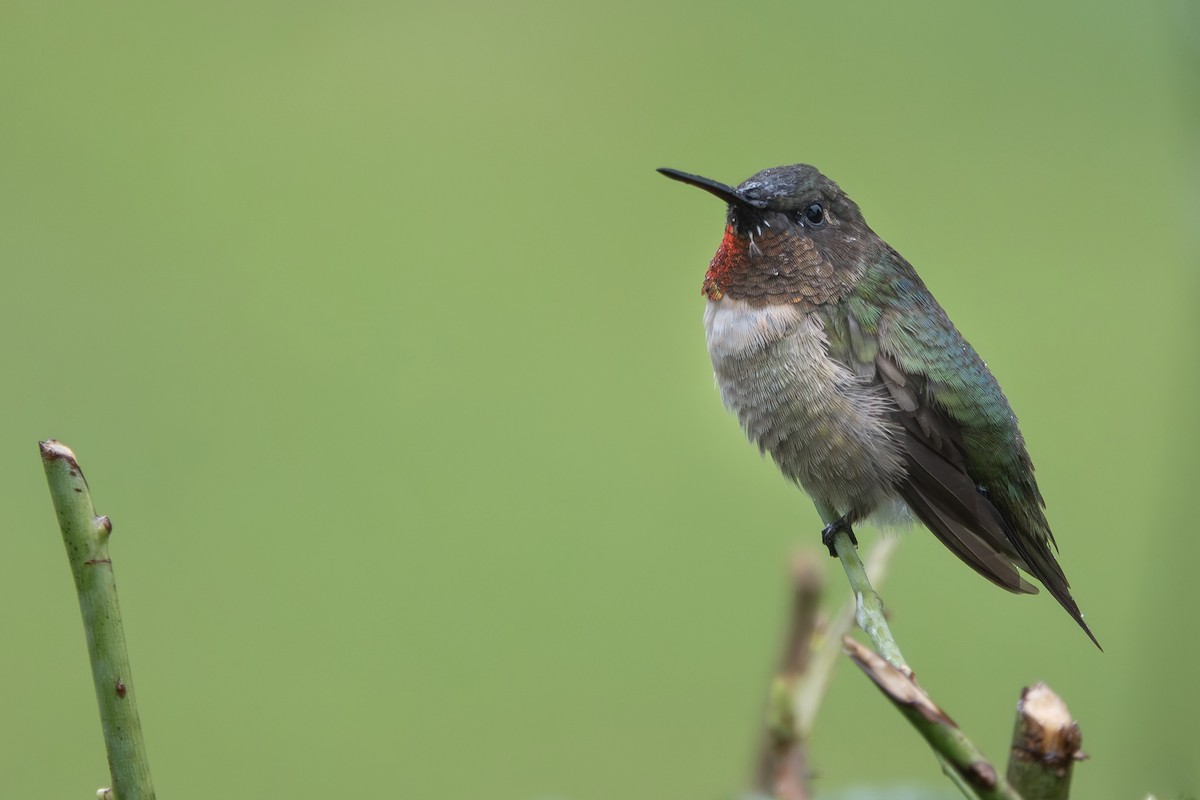 Ruby-throated Hummingbird - Andrew Whetten