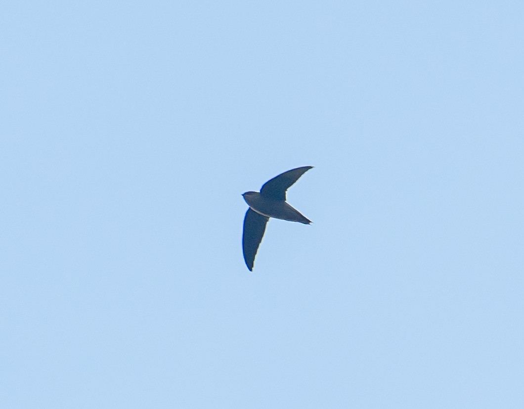 Chimney Swift - ML640981038
