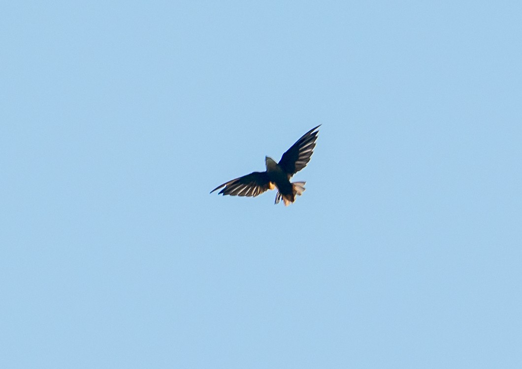 Chimney Swift - ML640981039