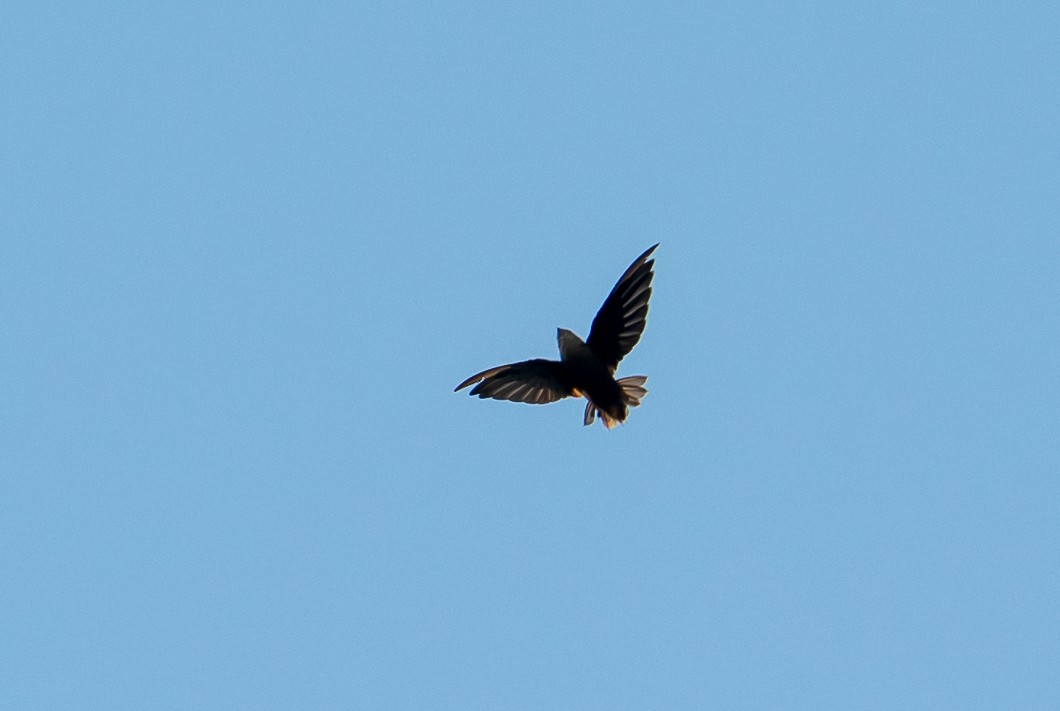 Chimney Swift - ML640981040
