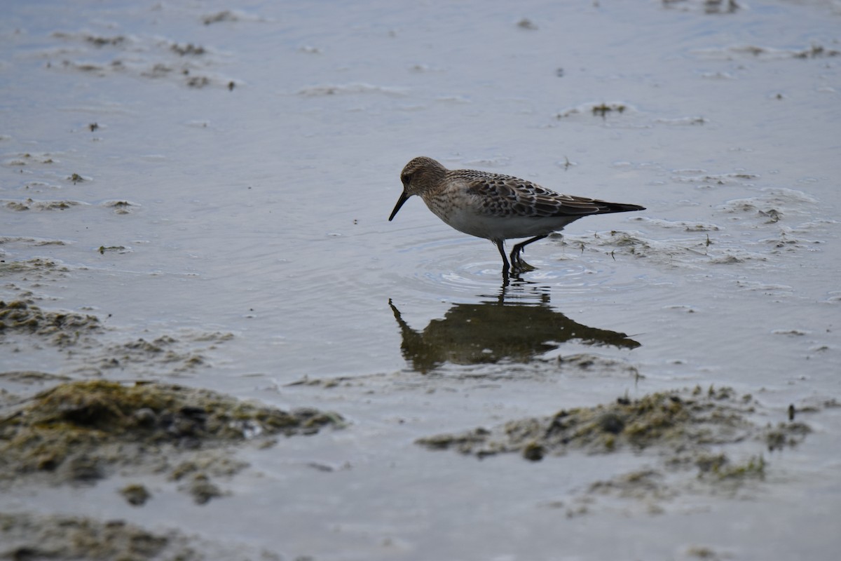 Baird's Sandpiper - ML640981132
