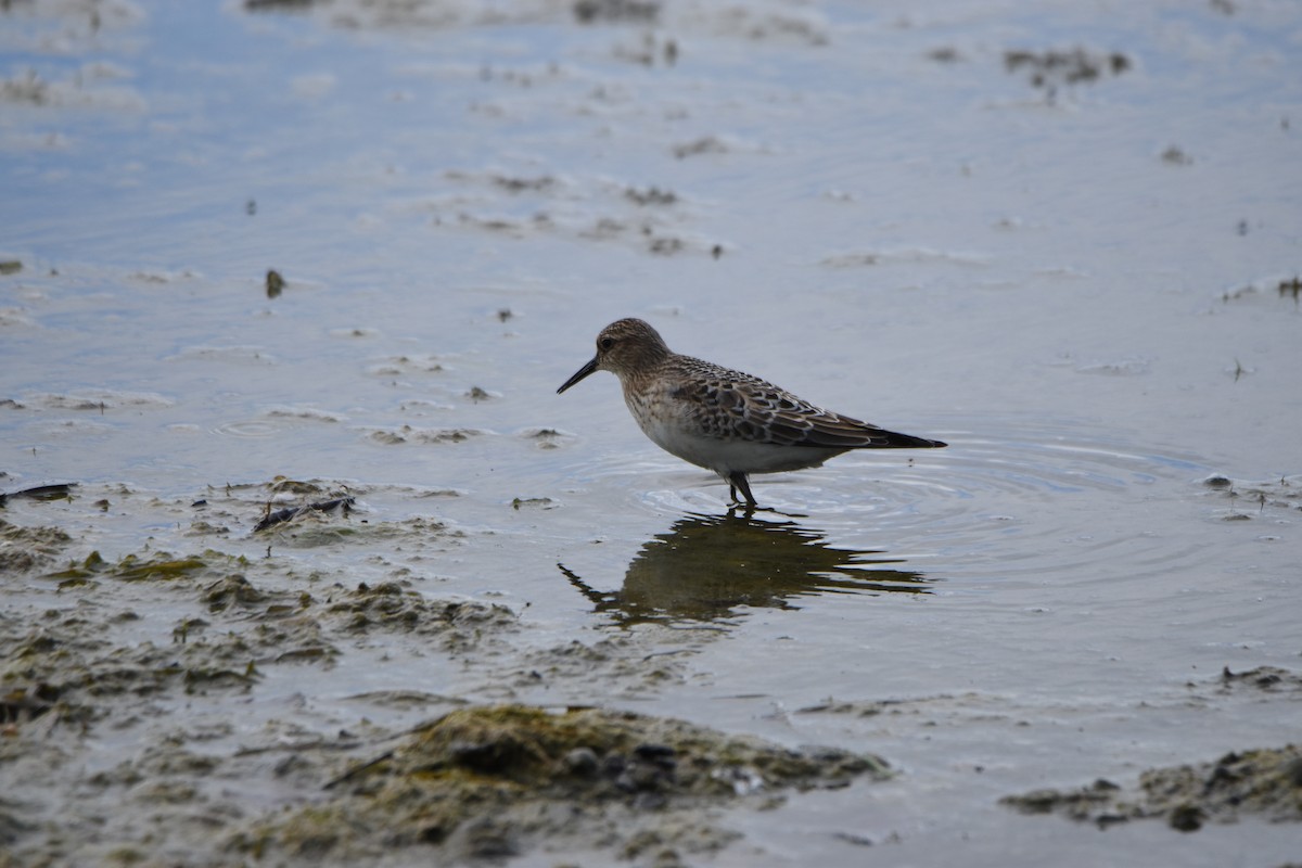 Baird's Sandpiper - ML640981133