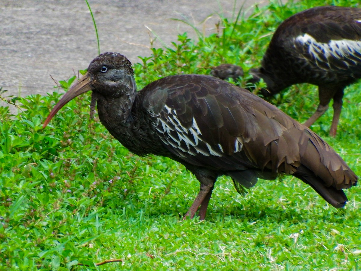 Ibis caronculé - ML640981138