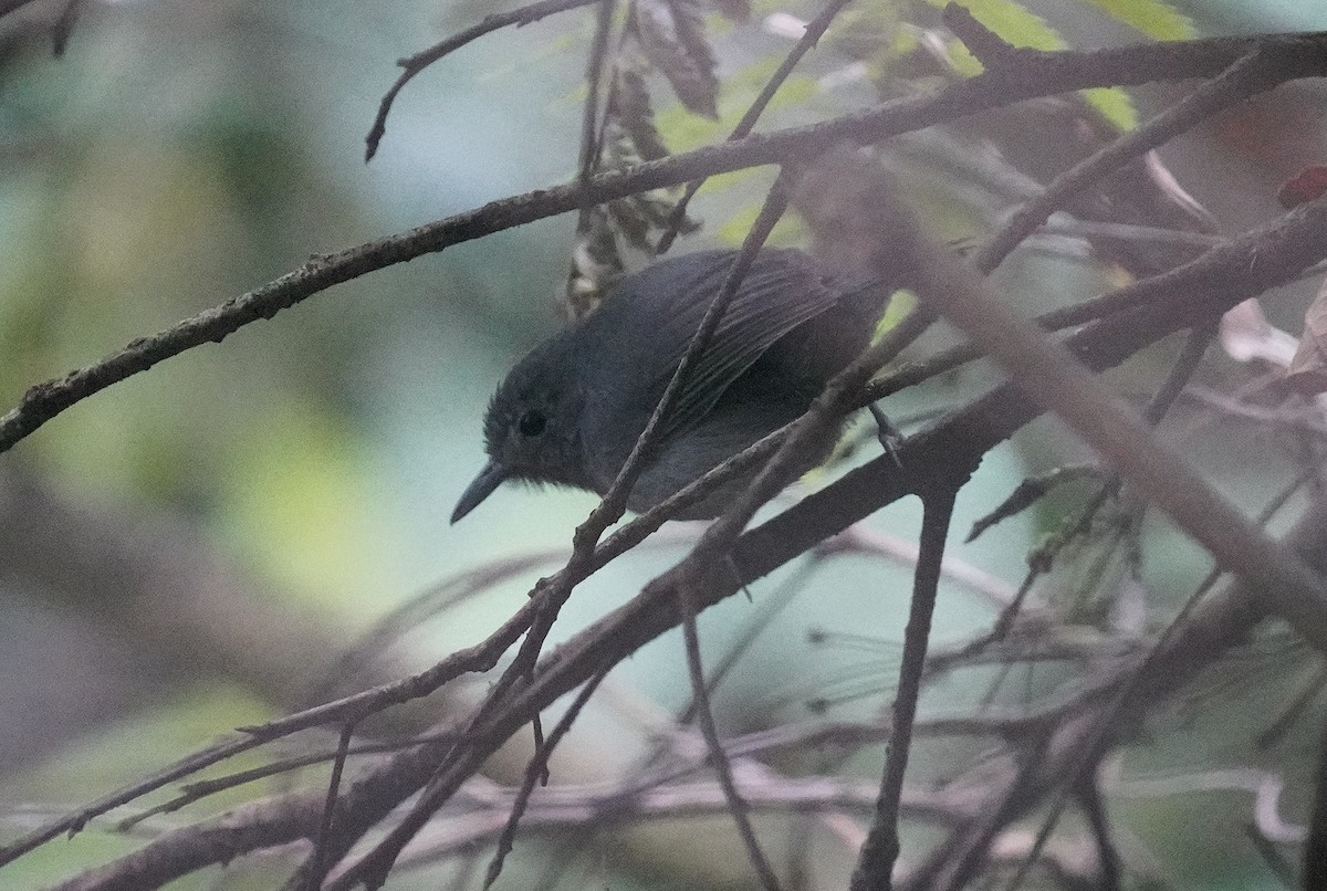 Unicolored Antwren - ML640981250