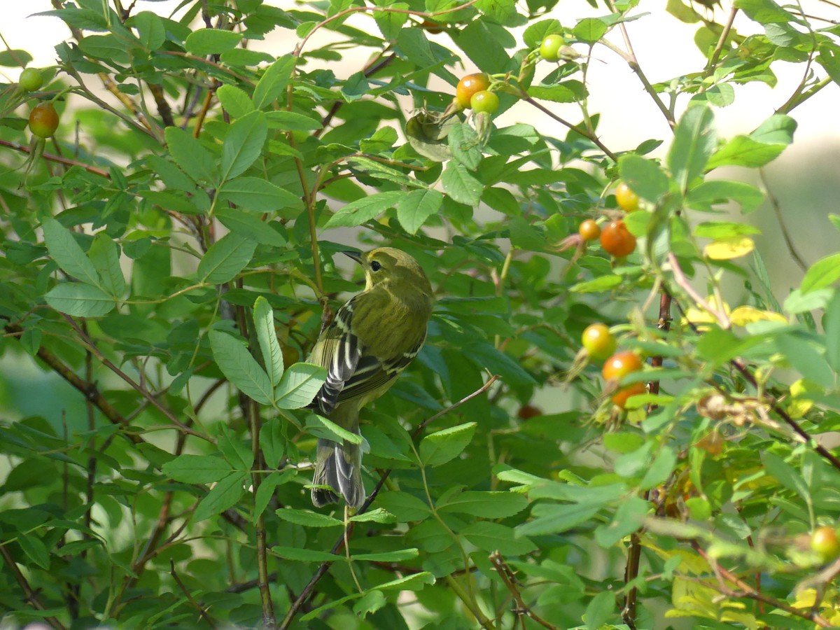 Bay-breasted Warbler - ML640981281