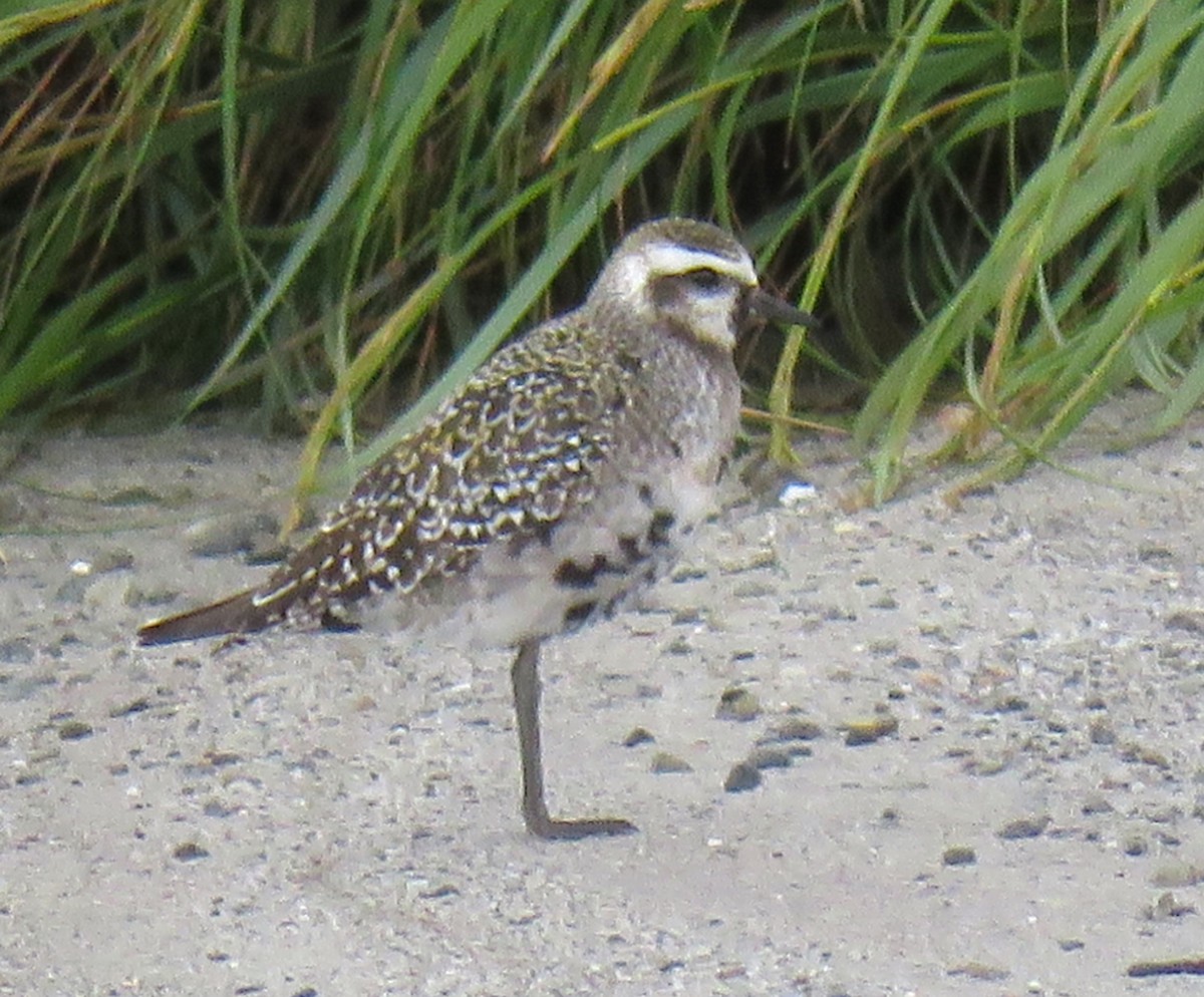 American Golden-Plover - ML640981332