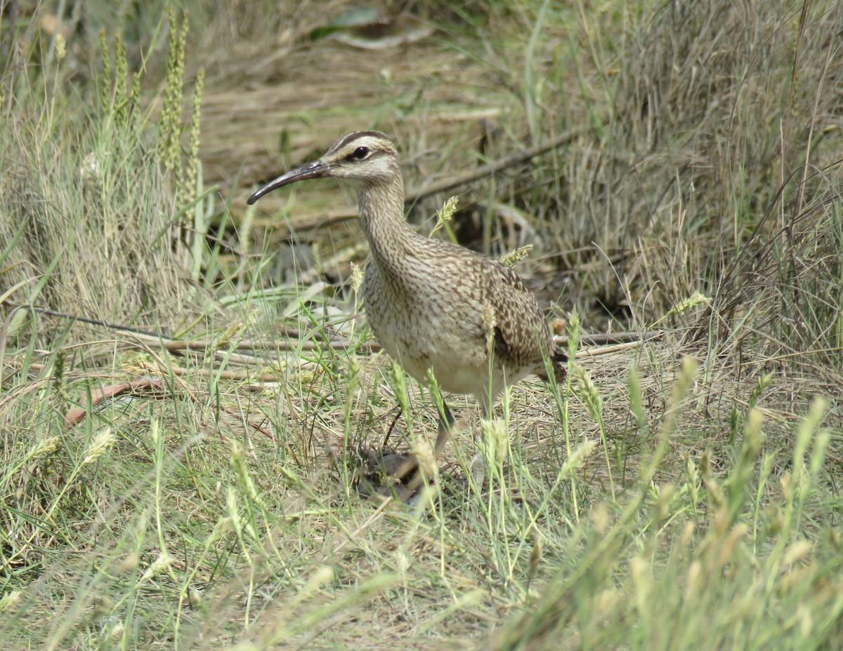 Hudsonian Whimbrel - ML640981348