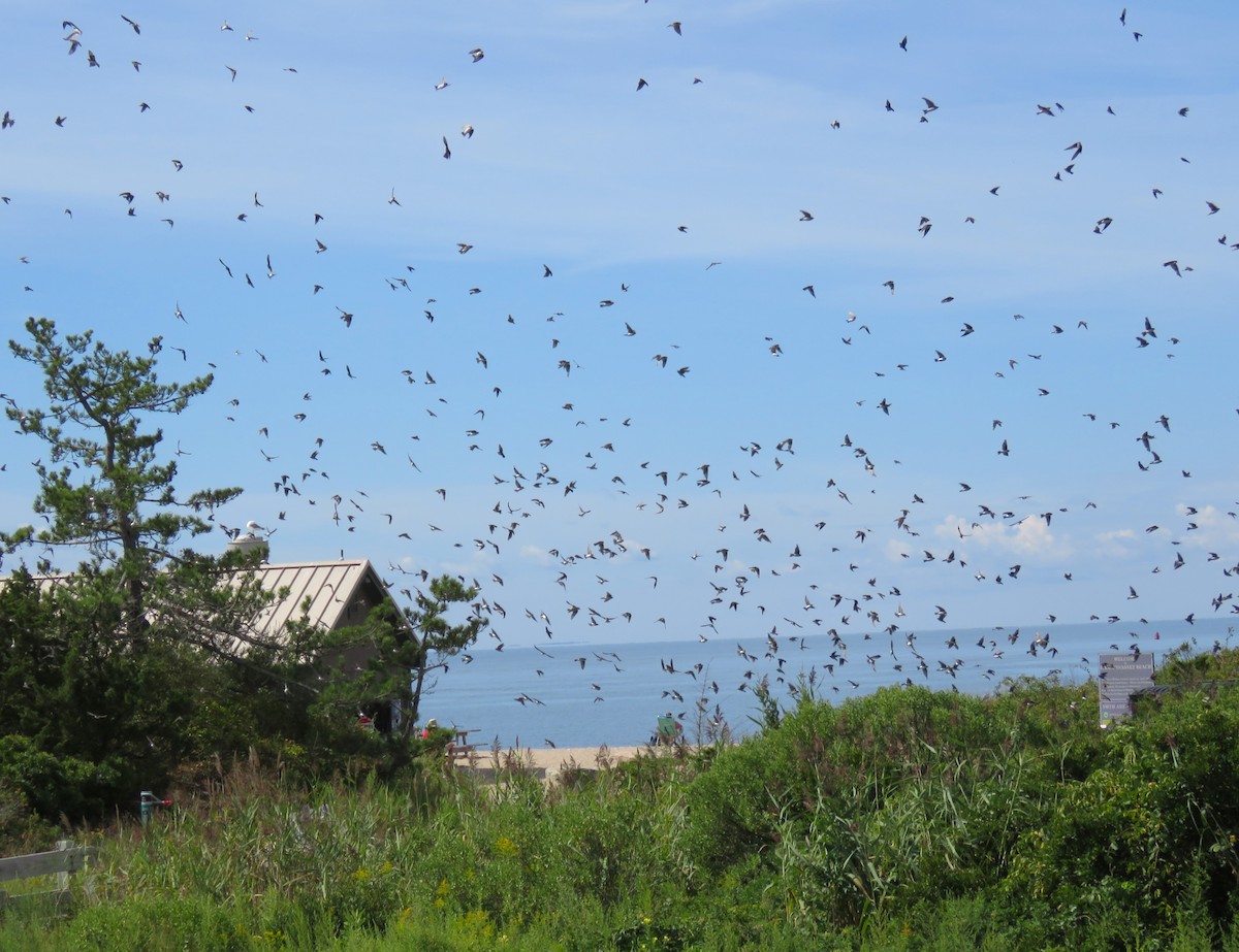 Tree Swallow - ML640981369