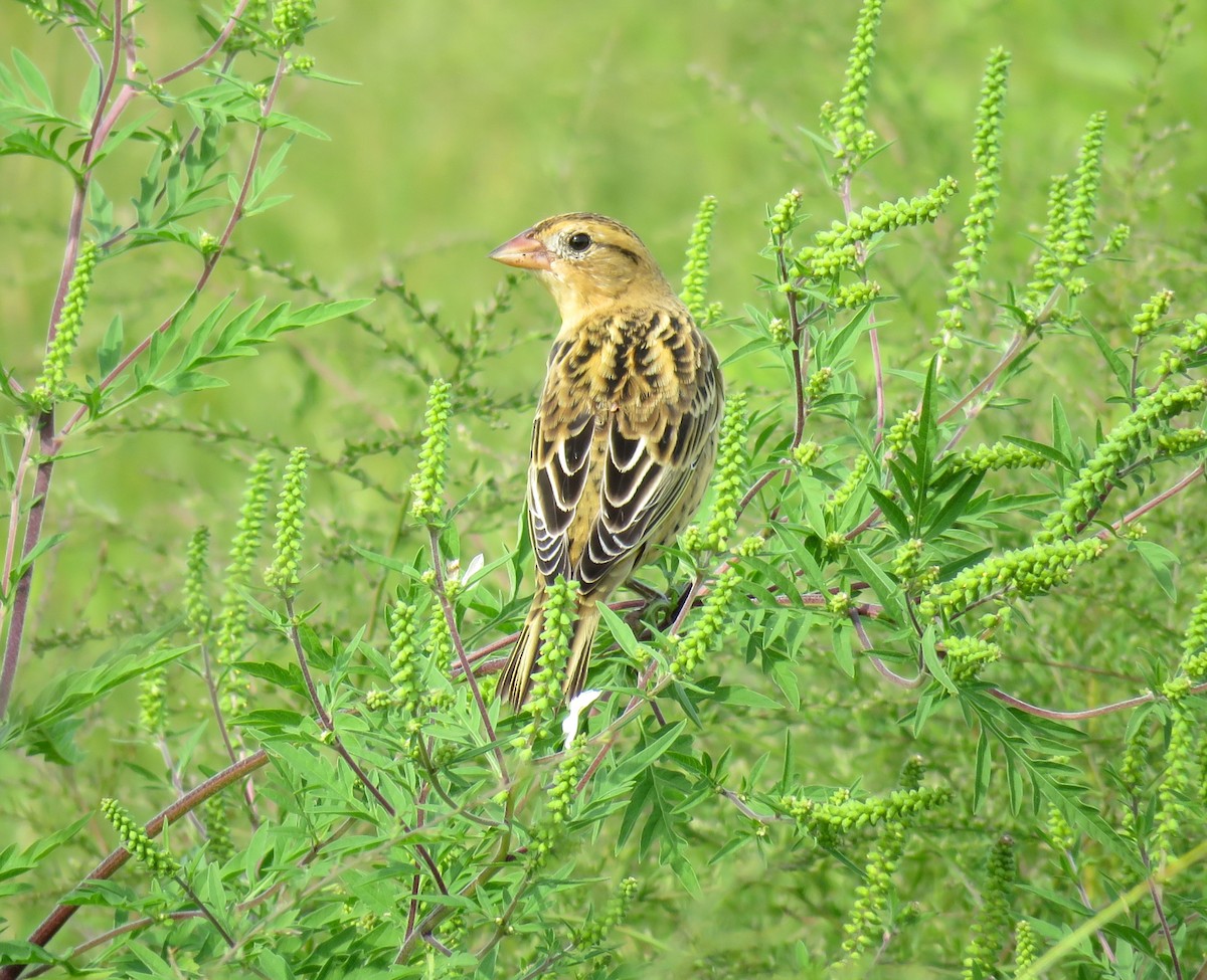 Bobolink - ML640981387