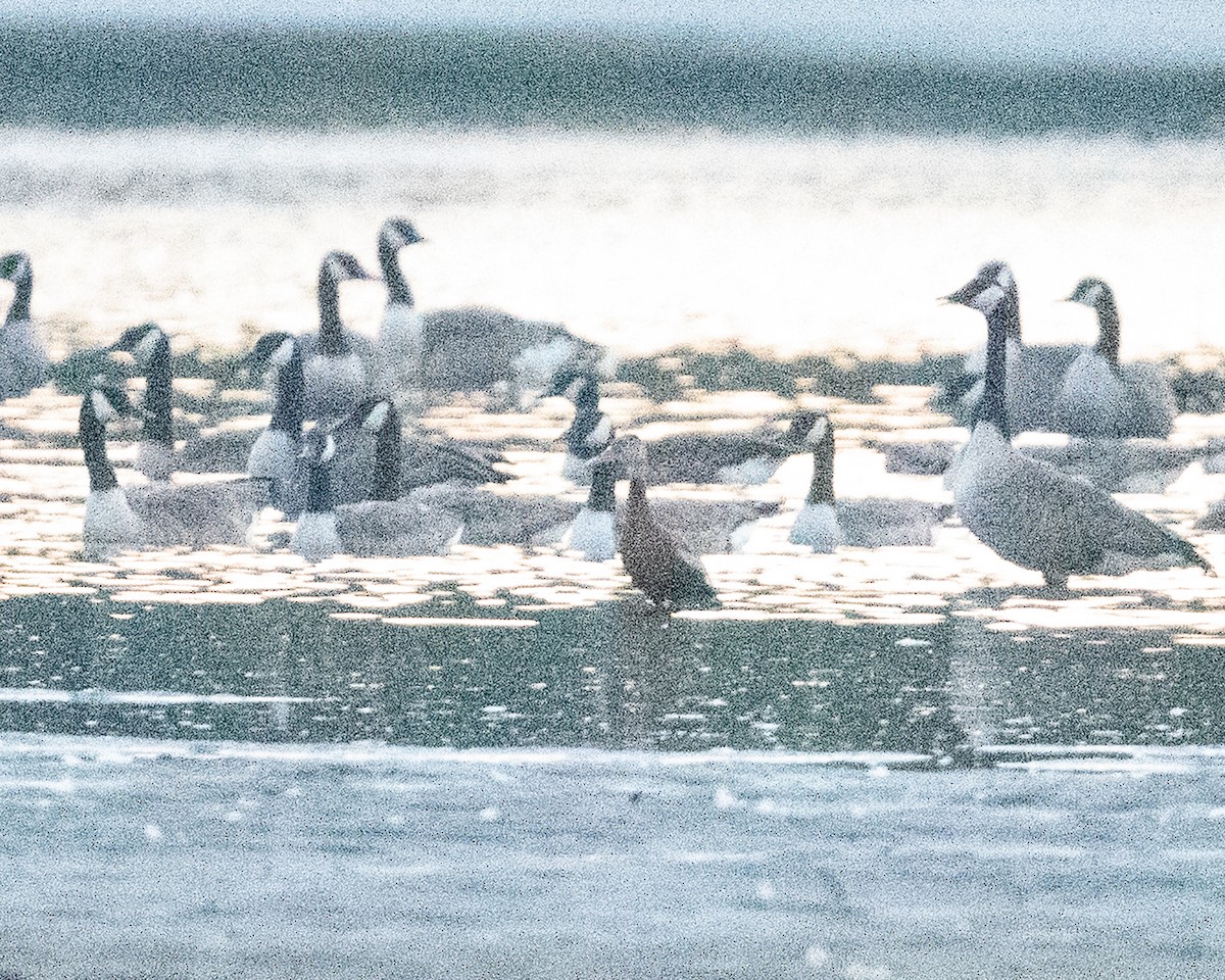 Black-bellied Whistling-Duck - ML640981487