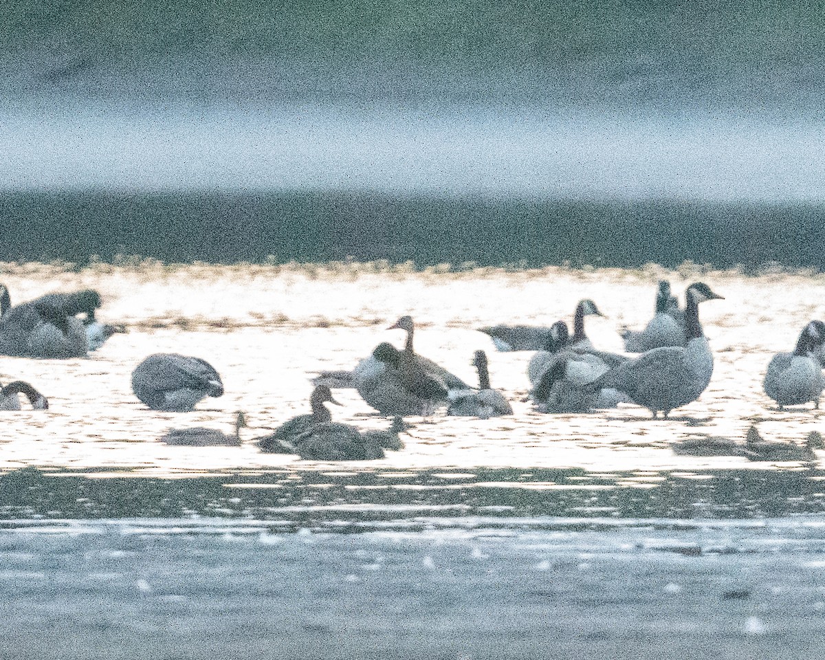 Black-bellied Whistling-Duck - ML640981488