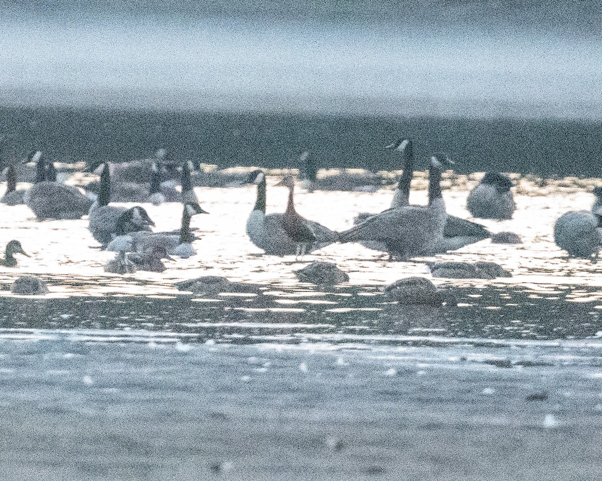 Black-bellied Whistling-Duck - ML640981489